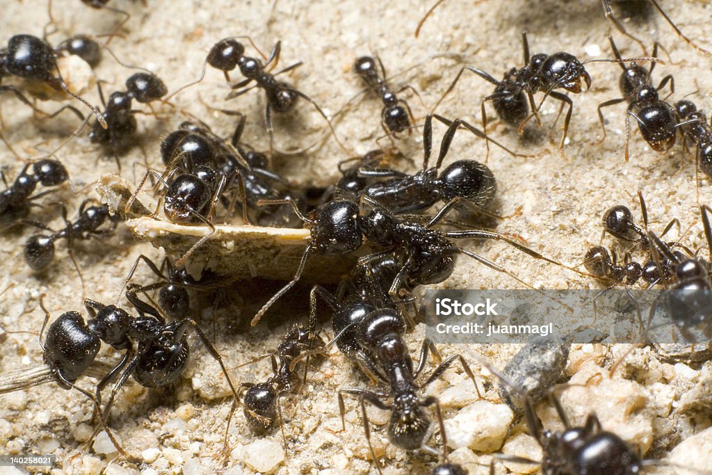 Команда Ants - Стоковые фото Муравей роялти-фри