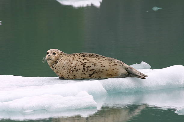 istock Female harbor seal on ice floe 140258045
