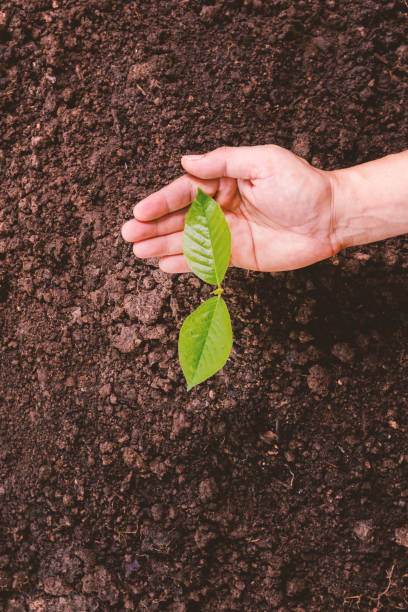 istock A small tree and hands are planting trees tenderly. 1402582426