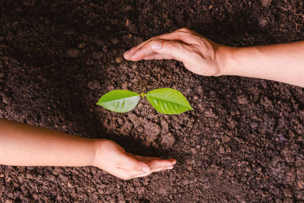 istock A small tree and hands are planting trees tenderly. 1402582431