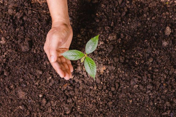 istock A small tree and hands are planting trees tenderly. 1402582458