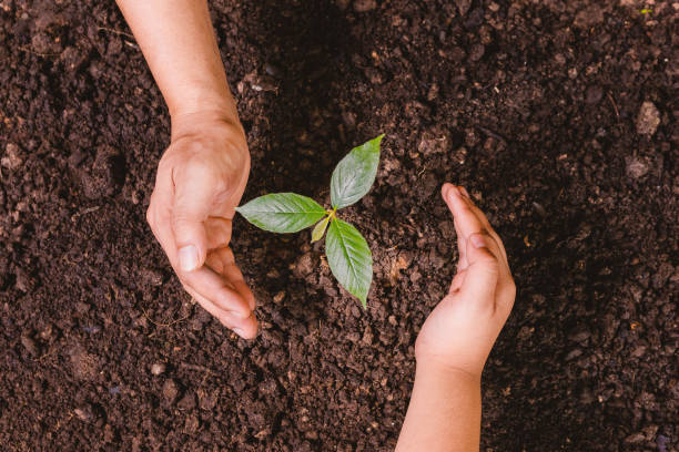 istock A small tree and hands are planting trees tenderly. 1402582482