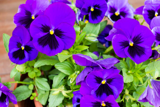 istock Vibrant violet ornamental flowers in summer backyard 1402582544