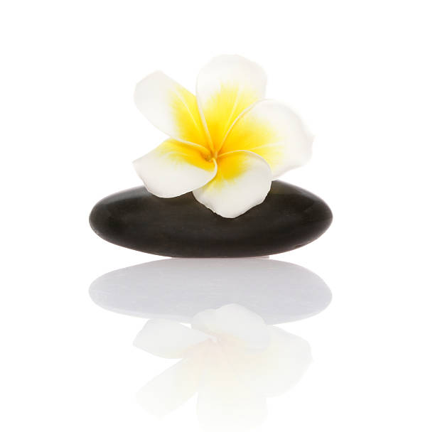 smooth pebble and frangipani flower