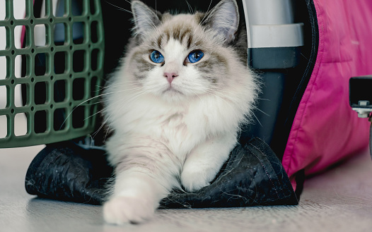Adorable ragdoll cat lying in carrier with open door and looking at camera. Purebred feline kitty pet in transportation box indoors