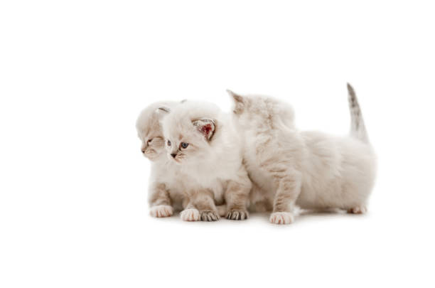 istock Ragdoll cat kittens isolated on white background 1402584896