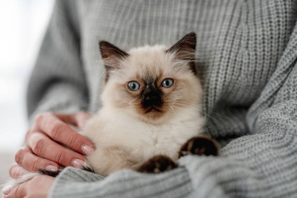 istock Ragdoll kitten in the hands of owner 1402584959
