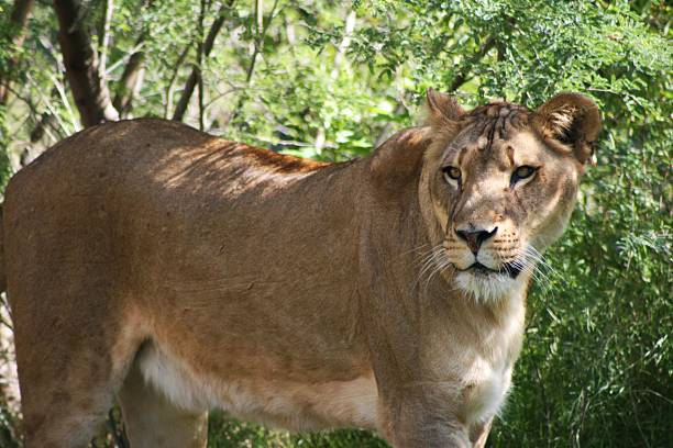 Female Lion stock photo