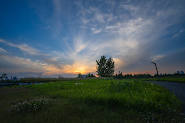 Grass and flowers at sunset