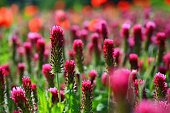 Blooming red clover. Beautiful nature background with landscape in sunny summer day.