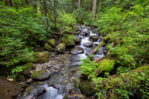 Creek in early summer morning.