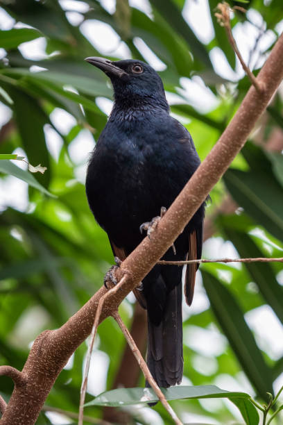 istock African red-winged starling, Onychognathus morio 1402588592