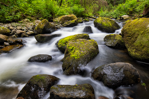 Creek in early summer morning.