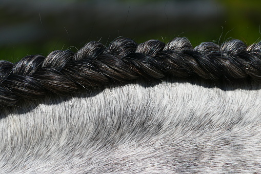During the fair : braided mane of a horse during the feria, Nîmes