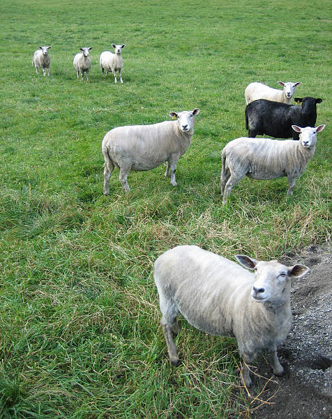 Sheep stock photo