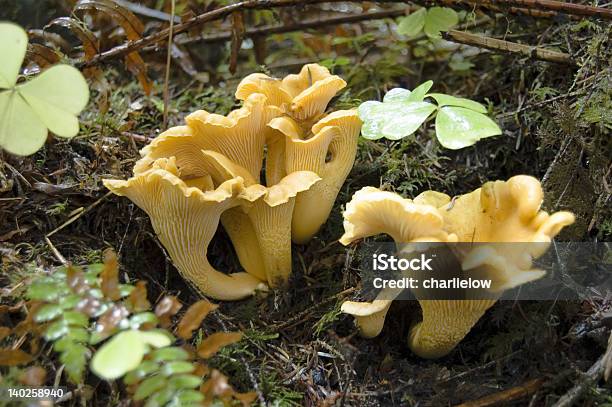 Chanterelles De Champiñones Foto de stock y más banco de imágenes de Seta - Seta, Aire libre, Bosque pluvial