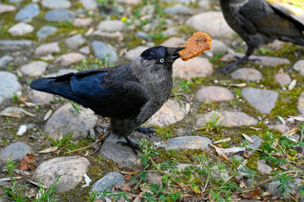 jackdaw eating cookie for dessert on stone square Orebro Sweden june 12 2022