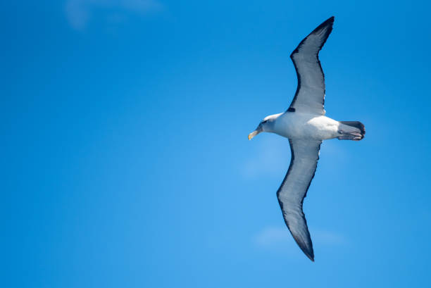 albatros - albatross foto e immagini stock