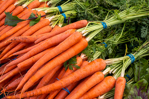 Closeup of pile of bunches freshly cropped carrots with greens on farmers market stand