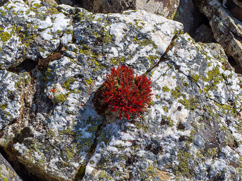 Rhodiola quadrifida grows from a stone. Beautiful floral natural background with red flowers Rhodiola rosea (snowdon rose) on a background of rocks in the mountains. The will to live concept. Top view