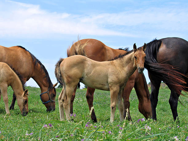 istock Quarter Horse Foal 140259122
