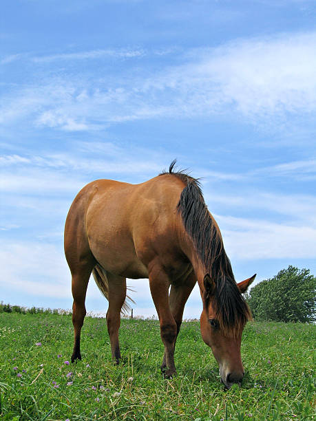 istock Young filly grazing 140259125