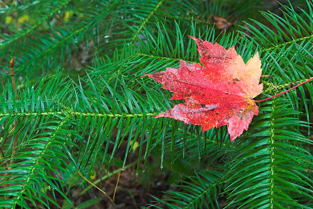 Érable rouge feuilles sur Evergreen - Photo