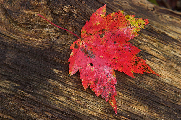 Red Maple Leaf on log stock photo