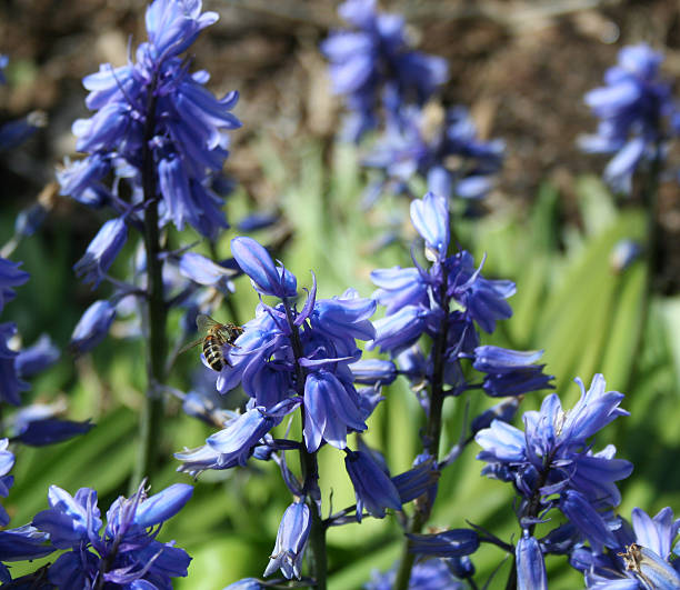 Spagnolo (Hyacinthoides Bluebells hispanicae - foto stock