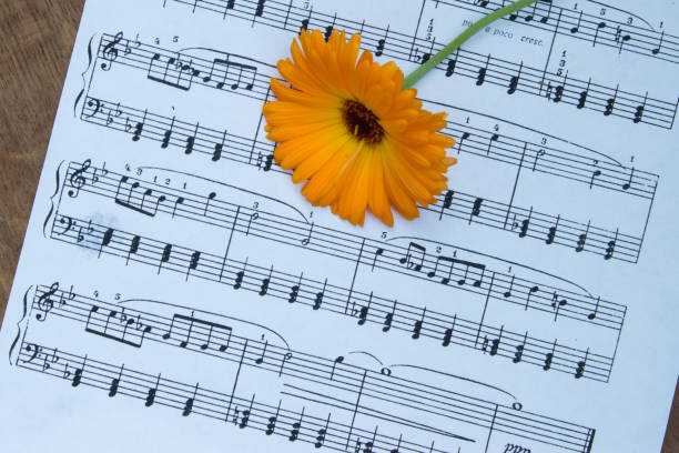 Orange calendula flower on music notes sheet. Wood table. Top view.