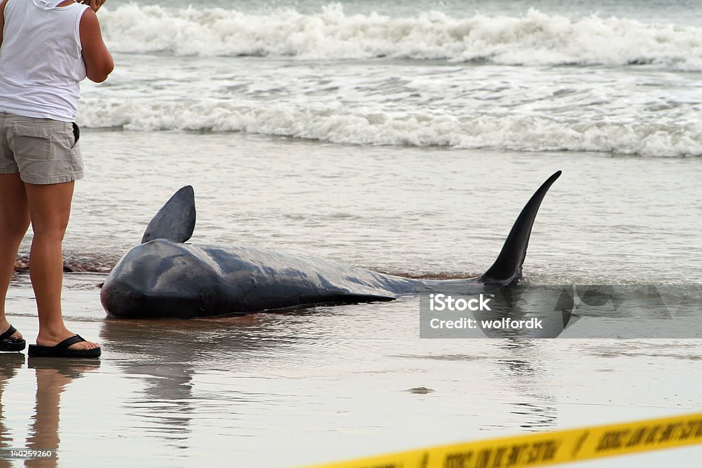 Animal échoué Baleine - Photo de Baleine libre de droits