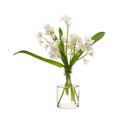 A large bouquet made of spring branches with green and white flowers in a tall glass vase. Shot against a bright white background. There is a path which may be used to delete the reflection if desired. Extremely high quality faux flowers.