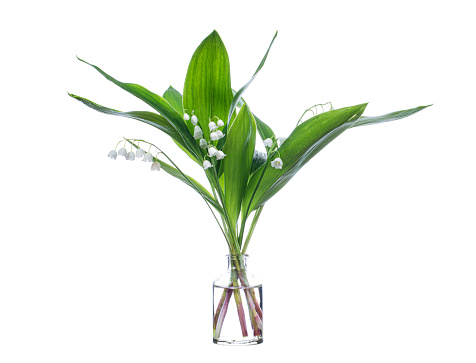 Lily of the valley (Convallaria majalis or May bells) in a glass vessel with water