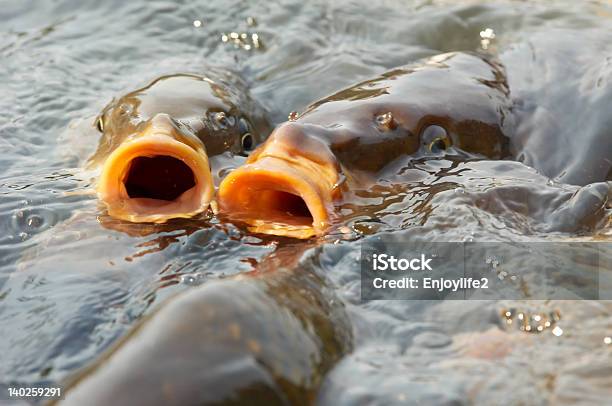 Carpa Comune - Fotografie stock e altre immagini di Accessibilità - Accessibilità, Acqua, Ambientazione esterna