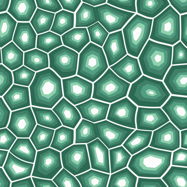 Abstract modern turtle shell seamless pattern. Animals trendy background. Green decorative vector illustration for print, fabric, textile. Modern ornament of stylized skin Abstract modern turtle shell seamless pattern. Animals trendy background. Green decorative vector illustration for print, fabric, textile. Modern ornament of stylized skin. turtle stock illustrations