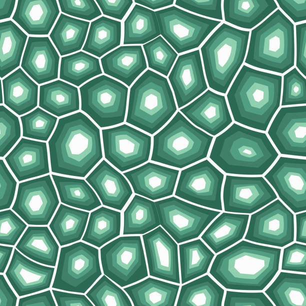 Abstract modern turtle shell seamless pattern. Animals trendy background. Green decorative vector illustration for print, fabric, textile. Modern ornament of stylized skin Abstract modern turtle shell seamless pattern. Animals trendy background. Green decorative vector illustration for print, fabric, textile. Modern ornament of stylized skin. animal shell stock illustrations