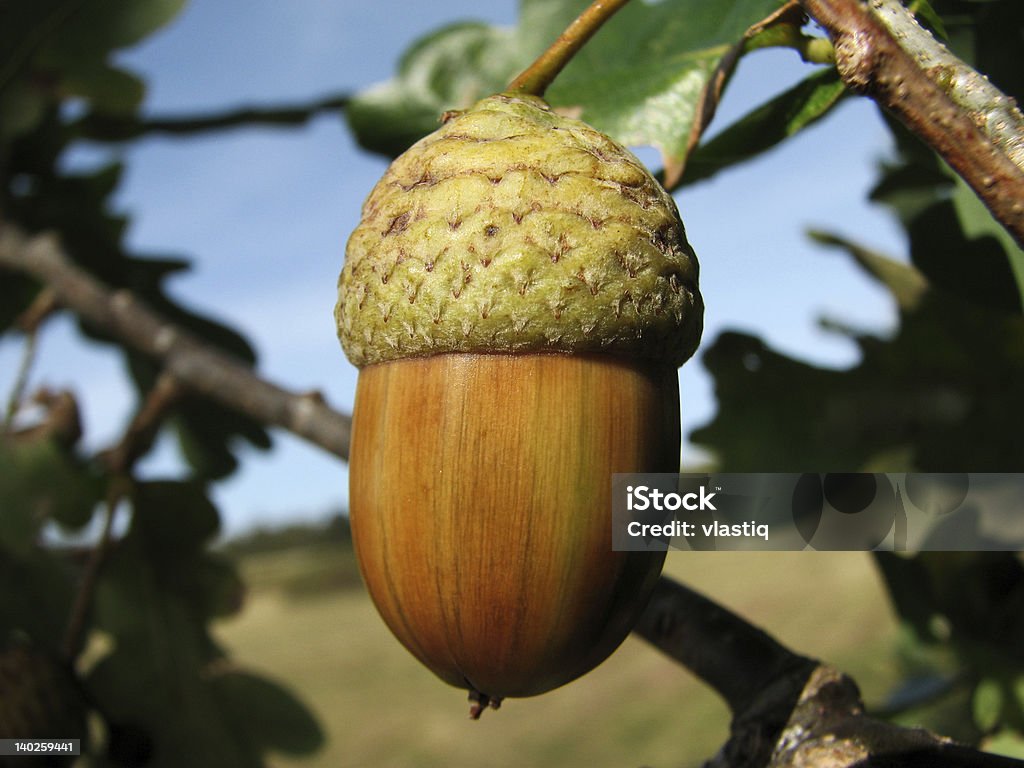 Acorn - Lizenzfrei Ast - Pflanzenbestandteil Stock-Foto