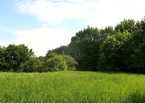 Green meadow on the background of trees