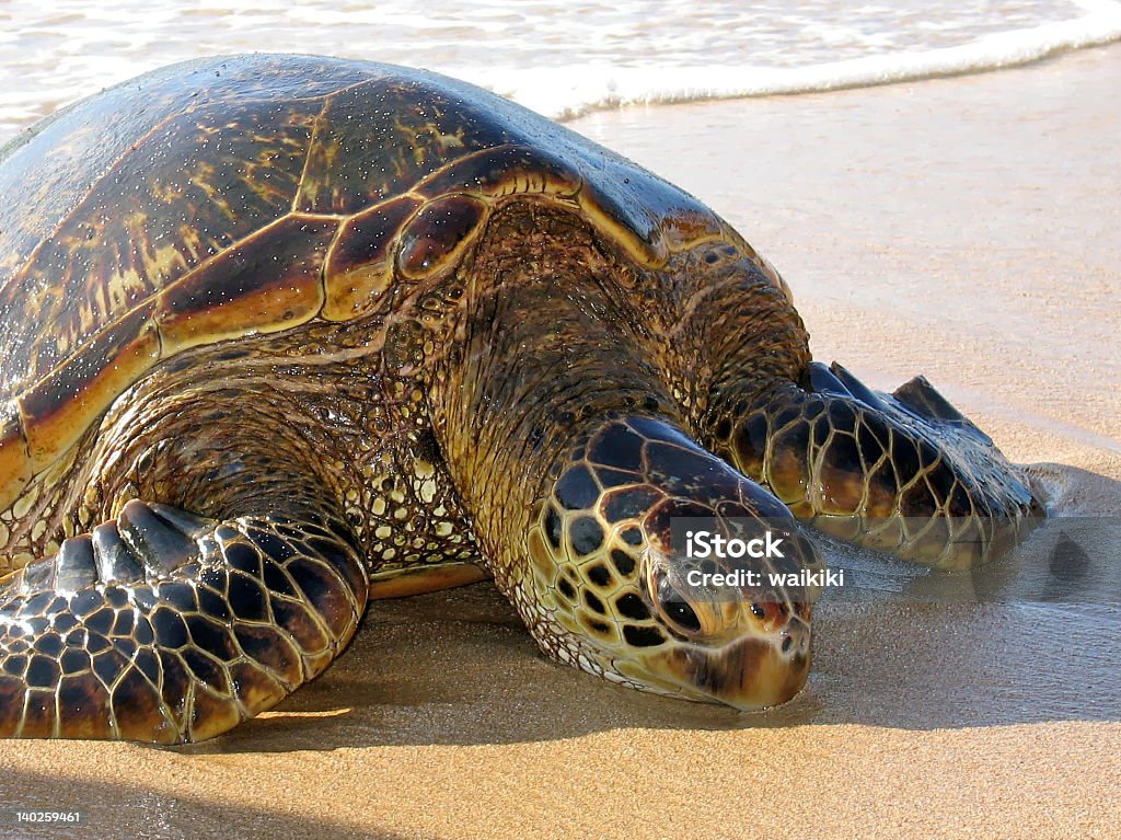 Green Sea Turtle hawaiana relaja en la playa. - Foto de stock de Acostado libre de derechos