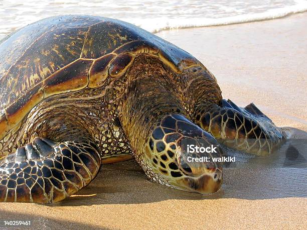 Green Sea Turtle Hawaiana Relaja En La Playa Foto de stock y más banco de imágenes de Acostado - Acostado, Aire libre, Arrastrar