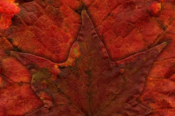 Red leaf from Virginia scanned at high resolution.