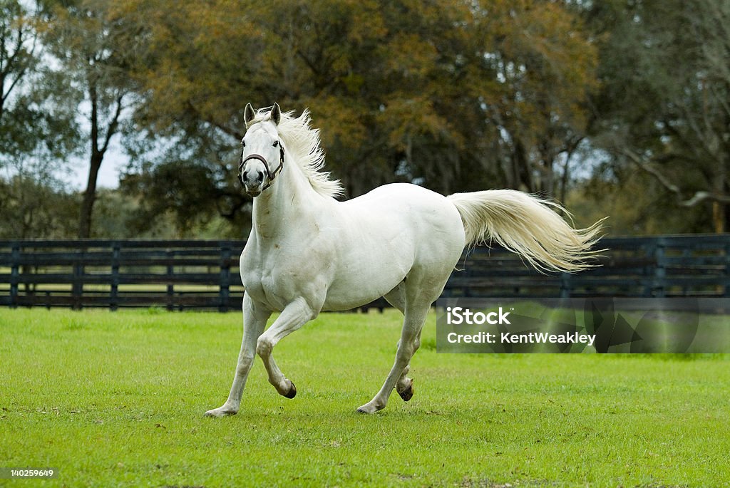 White stallion horse running White stallion horse running tail and mane blowing in the wind Mare Stock Photo