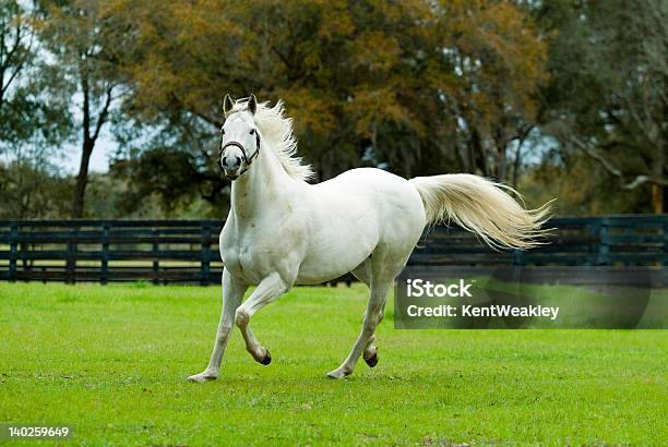 White Stallion Horse Running Stock Photo - Download Image Now - Mare, Running, White Color