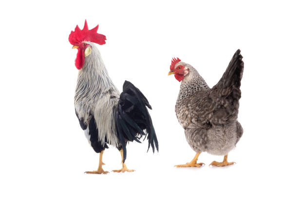 istock Gray chicken and cock isolated on white 1402597004