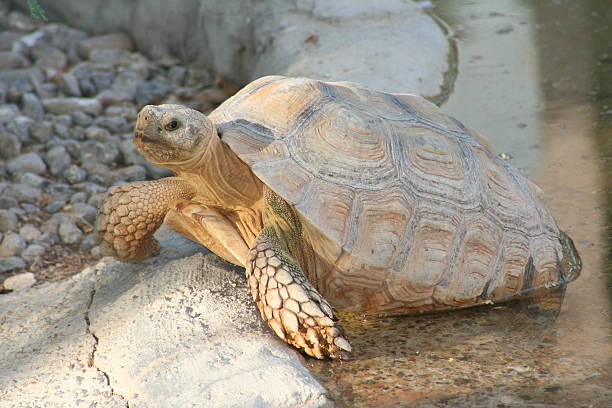 turtle stock photo