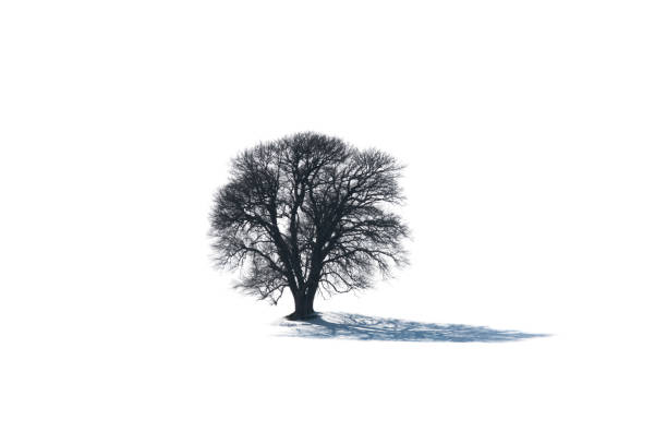 하얀 배경에 고립 된 겨울철 그림자가있는 나무 - arbol 뉴스 사진 이미지