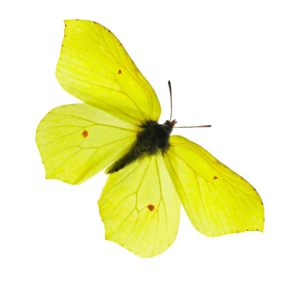 Mariposa amarillo photo