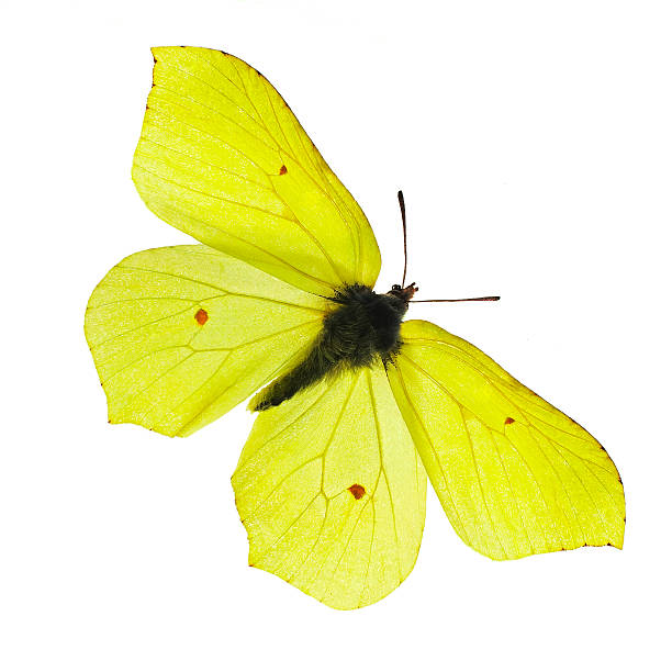 yellow butterfly - citronfjäril bildbanksfoton och bilder