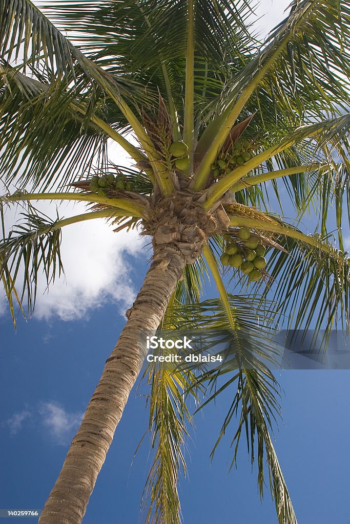 Palm Tree Palm Tree Against a Blus Sky Beach Stock Photo