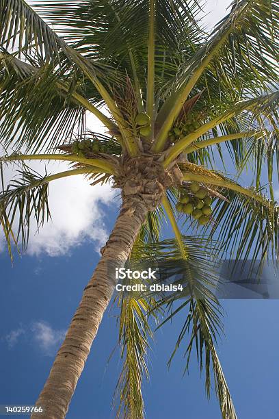 Palm Tree Stock Photo - Download Image Now - Beach, Blue, Cloud - Sky